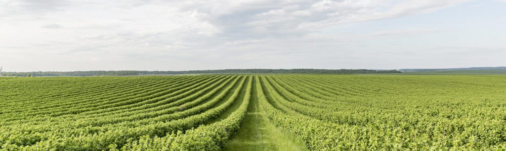 high-angle-farmland-view